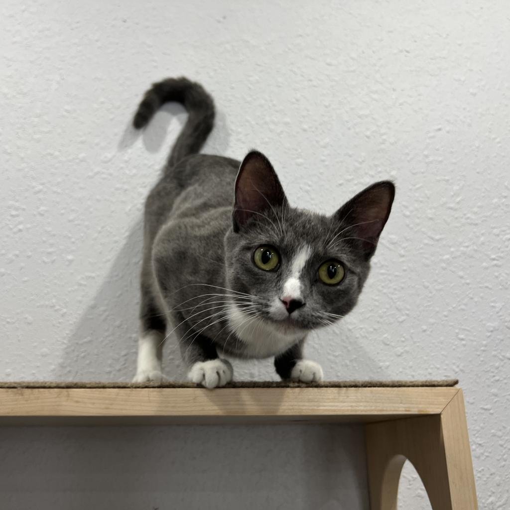 🏎 Meet Hailey, our purrfect little motor engine! 🚗 She's petite, around a year and a half old, with the softest fur and the cutest white mittens. Hailey's purr motor is revved up all the time, making her the ultimate cuddle companion! She loves hea