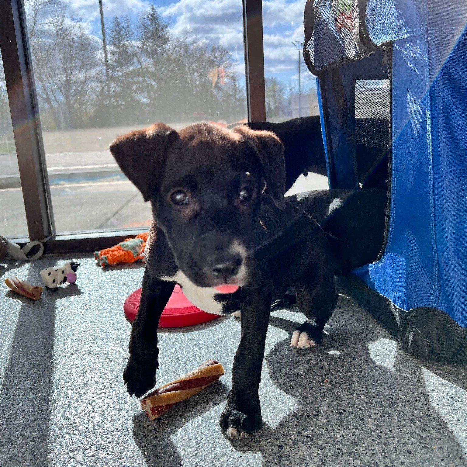 It's a puppy party at CSHS today! Stop by our center until 3 pm to meet and fall in love with Miley, Olivia, Marvin, and Daffy. They are 3-month-old lab mixes who are crossing their paws to find their new homes today! 💙🏠

You can also learn about e