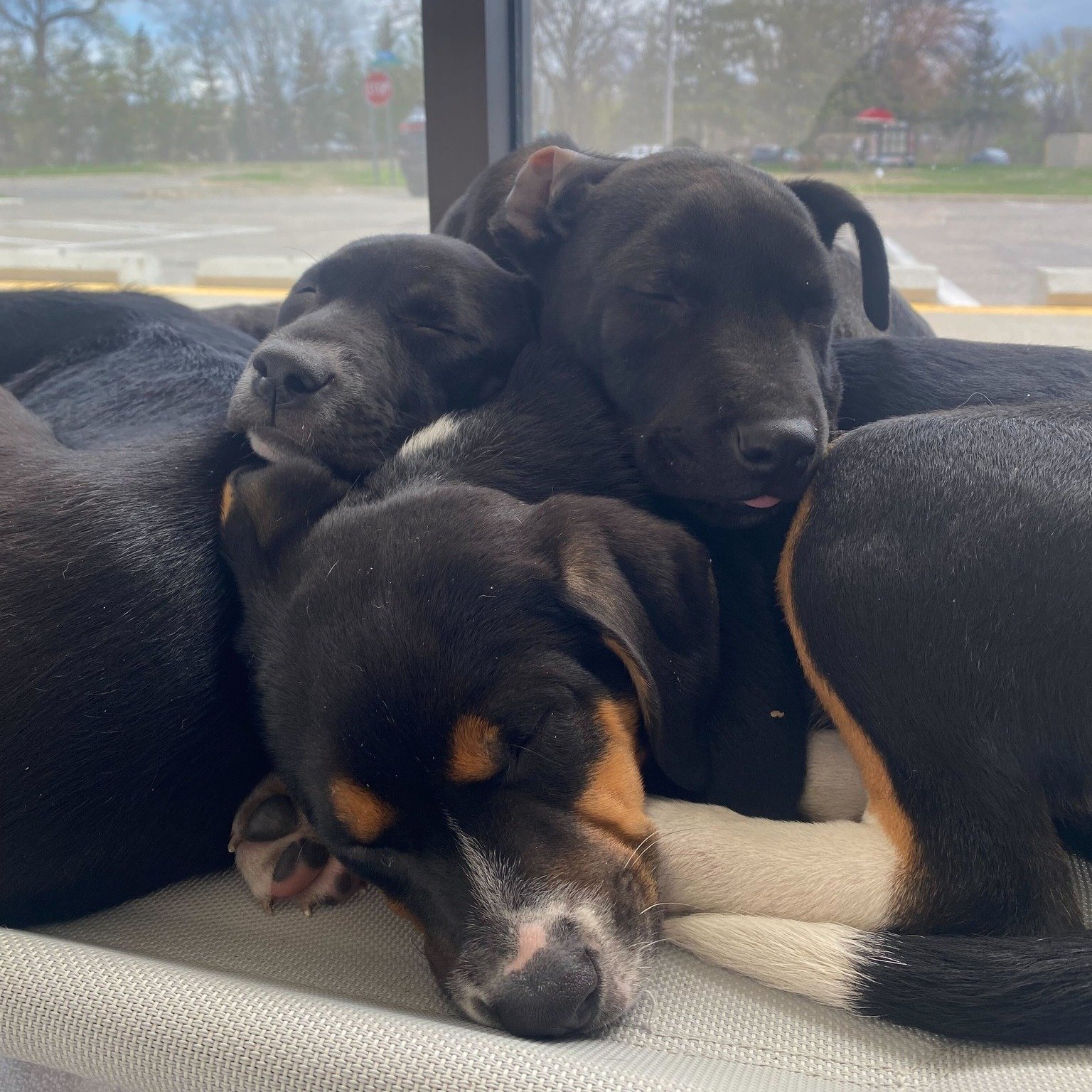 Miley, Olivia, Marvin, and Daffy are hoping today is the day to find their furever homes! They will be waiting to meet you at the CSHS center today from 10 am to 6 pm. 💙🐶

You can learn more about each pup before stopping by at www.carverscotths.or