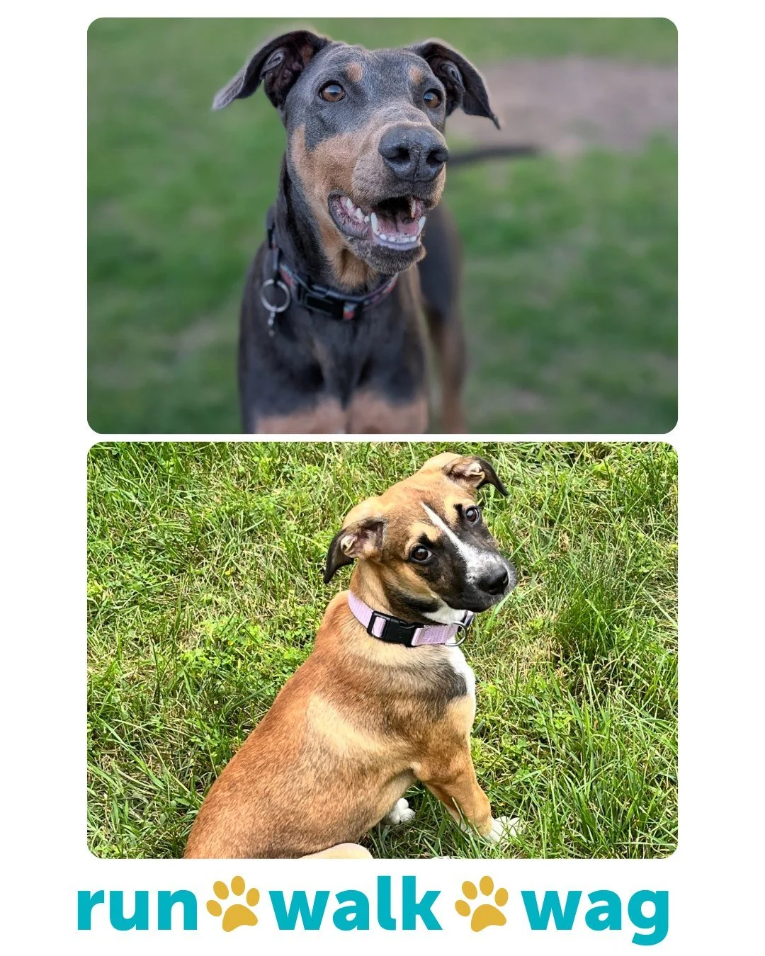 🐾❤️ Tomorrow&rsquo;s the big day&mdash;Run, Walk, Wag 5K &amp; Community Event!

And look who&rsquo;s coming to meet you: Annie, Nellie, Tulip, Sandy, Sugar Bear, Bashful, Dopey, Grumpy, Happy, Sneezy, and Lilo! 🐶✨

This is what the event is all ab