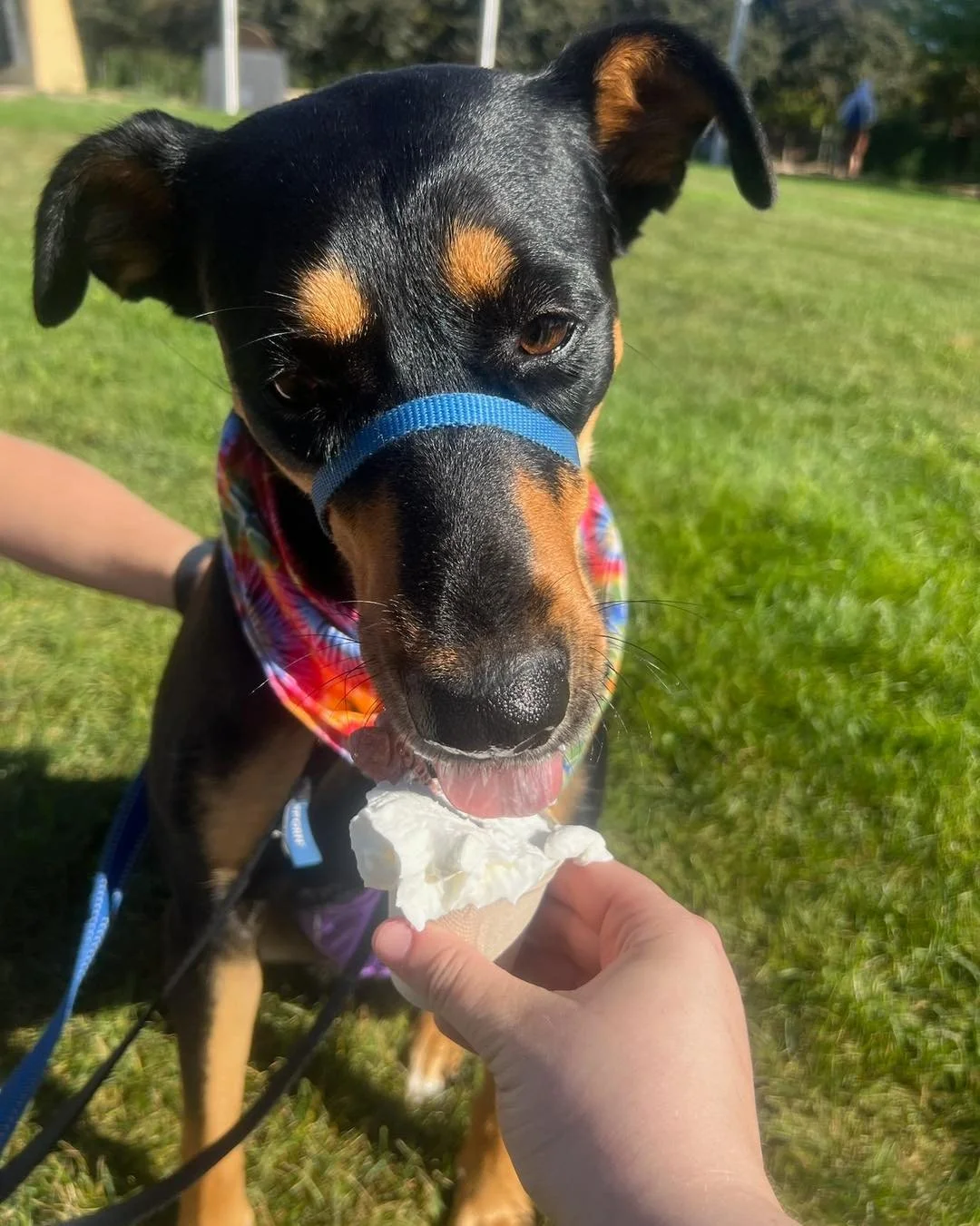 We are here with an aPUPreciation post  for yesterday!💙🐾 

Our third annual Run, Walk, Wag 5K &amp; Community Event was a huge success&mdash;and it wouldn&rsquo;t have been possible without all of YOU.

✨ To every participant who ran, walked, wagge