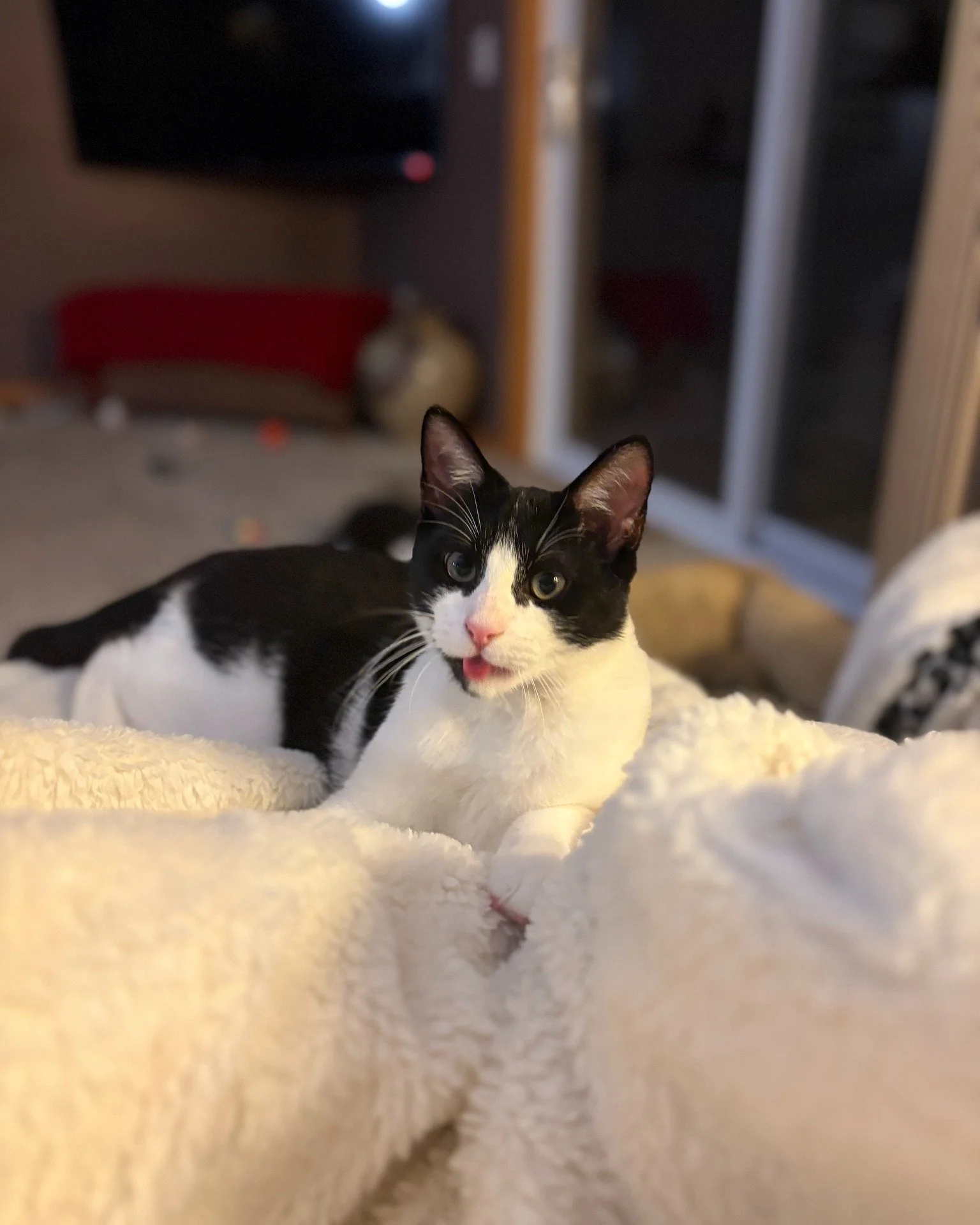 ✨ Transformation time! ✨

Just 10 weeks ago, Kale was pretty untouchable. With patience and love from his amazing foster, he&rsquo;s blossomed into the sweetest little cuddler. 💕 Now 16 weeks old, Kale is ready for his forever home!

Kale has one re