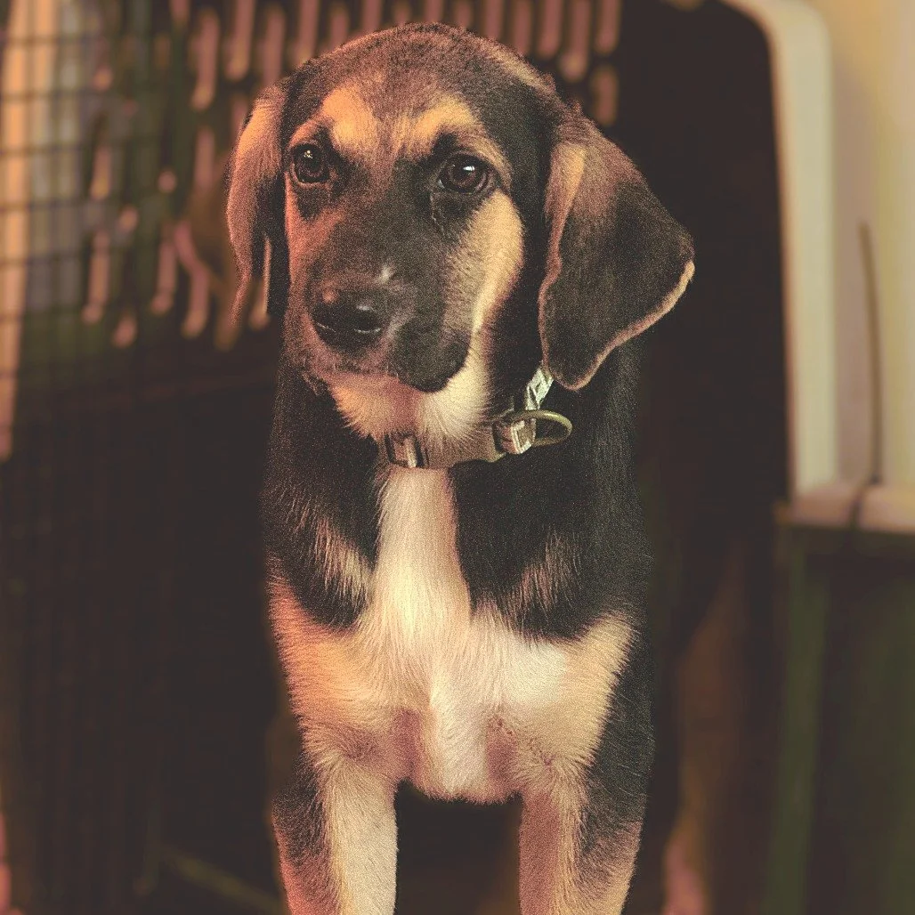 ✨ Today&rsquo;s the day! ✨

We&rsquo;re at Victoria Veterinary Hospital&rsquo;s Ribbon Cutting &amp; Open House from 12&ndash;3 pm&mdash;and we&rsquo;ve brought along some of the sweetest pups who can&rsquo;t wait to meet you! 🐾

Joining us are Papp