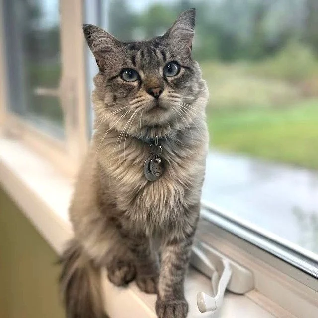 With her striking blue eyes and gentle spirit, Gertie is ready to find a home where she can truly relax and be loved. 

This 2-year-old beauty has likely been through a lot&mdash;she may have survived being hit by a car before coming to us, and now l