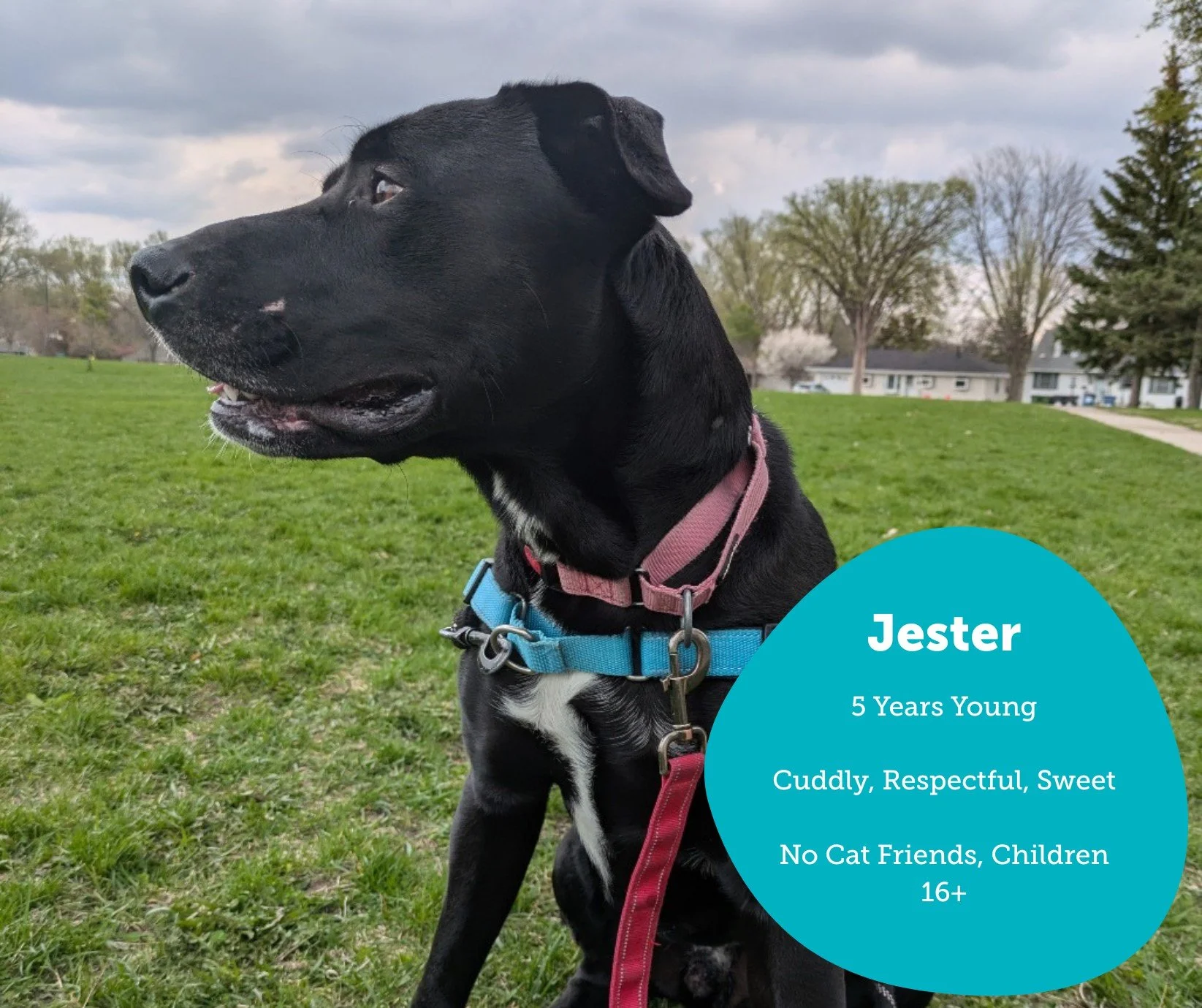 Our adult dogs have been waiting so patiently for their forever homes &mdash; some for months now. These amazing pups have so much love to give; they just need someone to give them a chance. 🐾

If you can&rsquo;t adopt right now, you can still make 