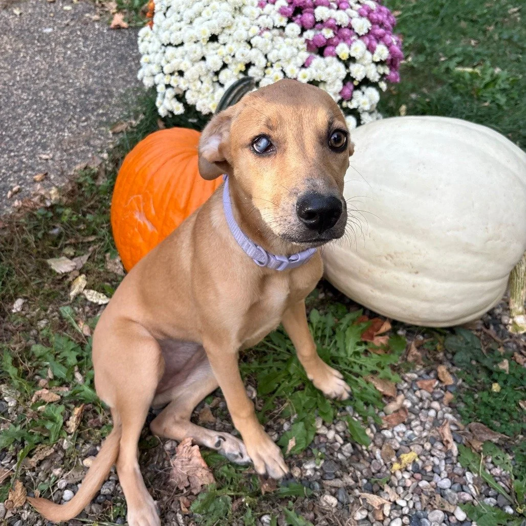 🐾 Looking for your new best friend? Come meet us today at Fleet Farm in Carver! 🐶

🗓 Saturday, October 18
🕙 10:00 AM &ndash; 12:00 PM
📍 Fleet Farm &ndash; Carver

You&rsquo;ll have the chance to meet Ivy, Sandy, and Hennessy &mdash; three adorab