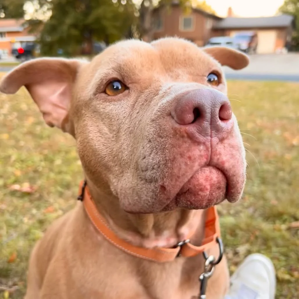 🍁 Fall looks good on Sugar Bear &mdash;  she&rsquo;s the picture of autumn sweetness. 🍂

Just like her name, this pittie is pure sugar. 💛 Loving, loyal, and oh-so-well-mannered, Sugar Bear is potty trained, quiet through the night, and even knows 