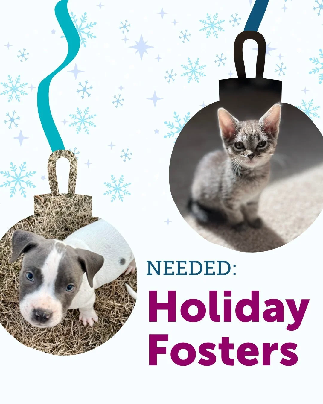 🎄🐾 Help make the holidays brighter for a pet in need!

Many of our amazing foster families will be traveling this holiday season &mdash; and we&rsquo;re looking for temporary fosters to open their homes while they&rsquo;re away.

If you&rsquo;ve ev