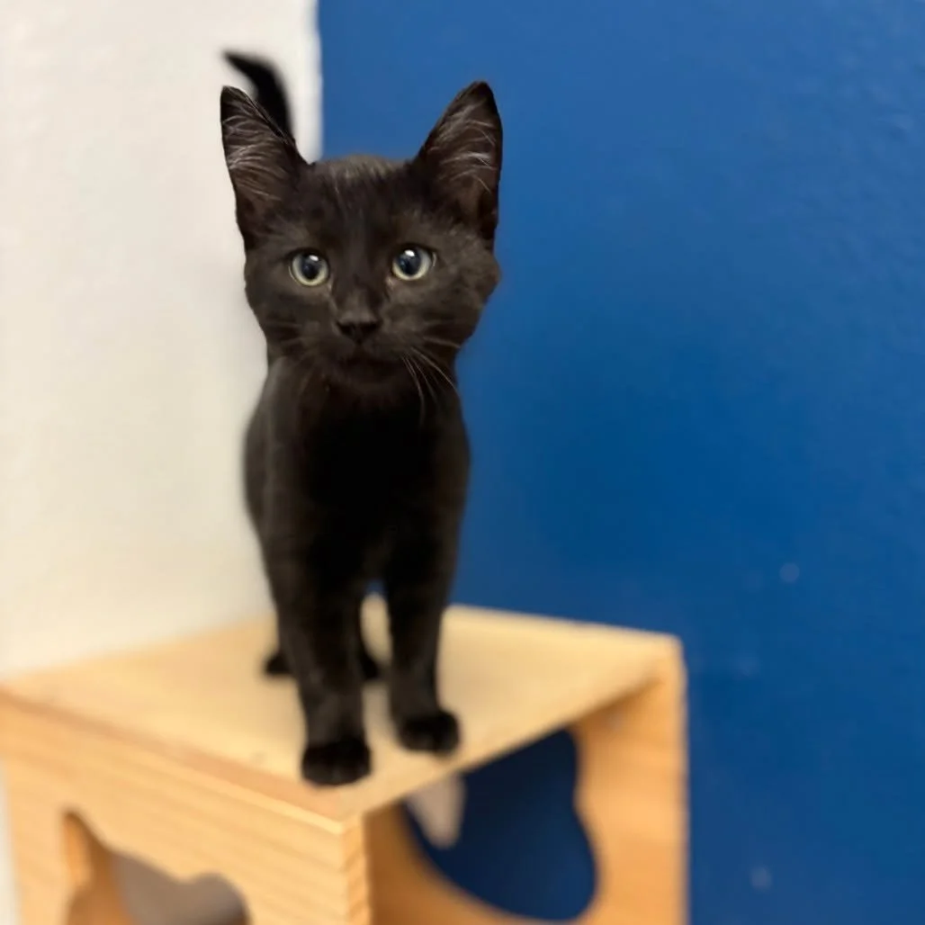 It might be spooky season,  but there&rsquo;s nothing spooky about the love these black cats have to give. 👻🖤

✨ Meet them all with our link in bio.