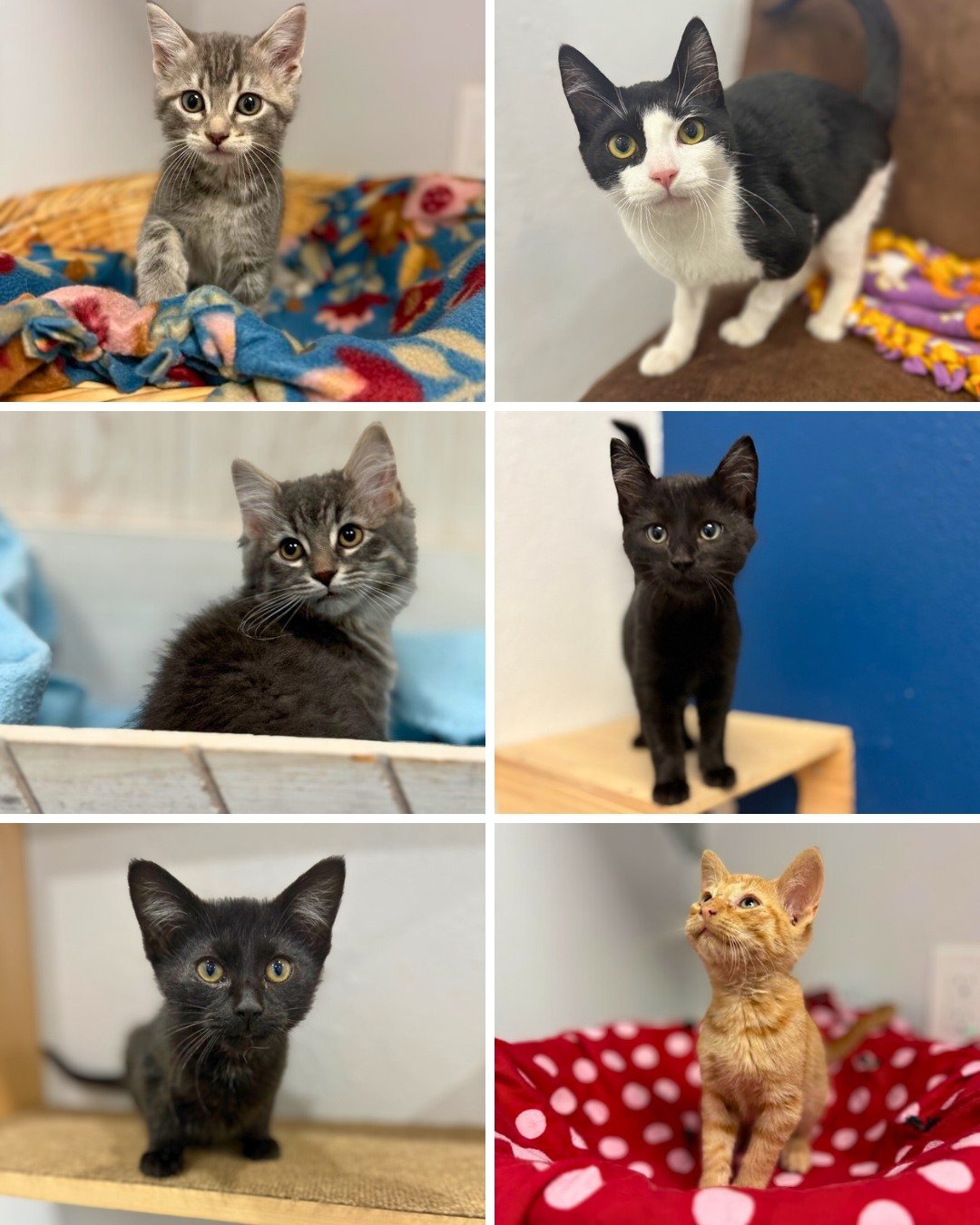 🎉 Today&rsquo;s the day! 🎉

These six cuties &mdash; along with many more adorable cats and kittens &mdash; are ready to meet you today at our adoption event! 😻

📍 Carver Scott Humane Society&mdash; 822 Yellow Brick Road, Chaska, MN 55318
🕑 2&nd