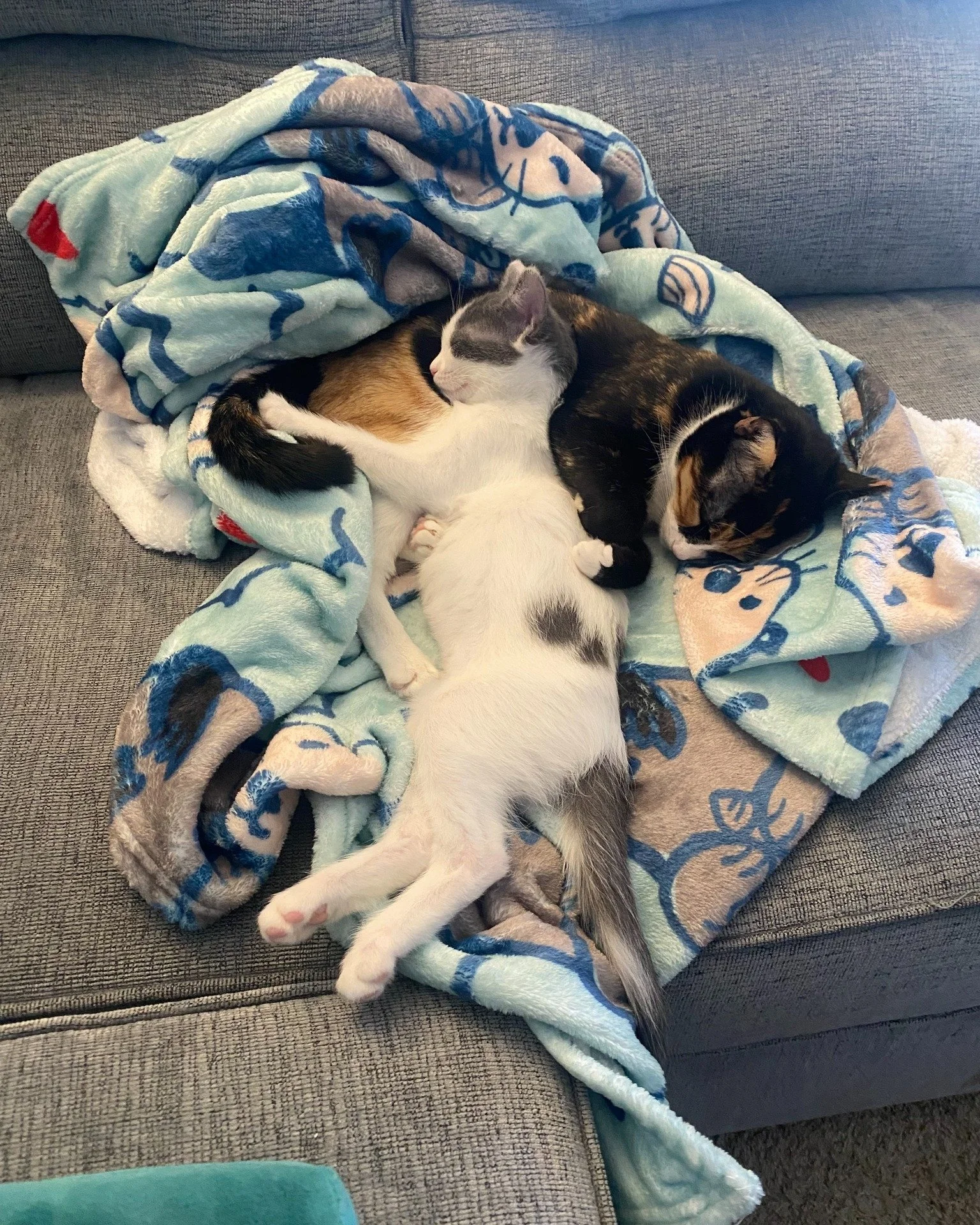 We received the most heartwarming update on not one, but TWO of our whiskered alumni! 🐈🐈

&quot;Mochi (formerly Focaccia) is thriving&mdash;she loves sitting by open windows to enjoy the fresh air and all the outdoor sounds. She&rsquo;s a cuddle bu