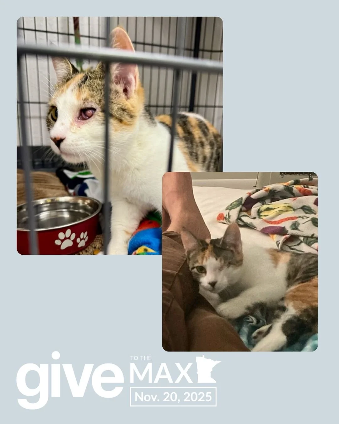 When the weather turns cold, the stories at our door get harder. ❄️

Just a few weeks ago, our team arrived one morning to find a cat waiting outside our doors &mdash; shivering, scared, and in pain. 

We carefully scooped her up, wrapped her in a so