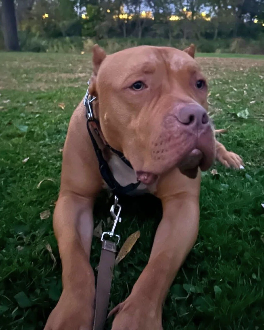 Meet Red, a 2-year-old, 100-pound gentle giant with a heart as big as his paws. This lovable boy has a soft soul and an even softer spot for cuddles. Once he feels comfortable, his affectionate and loyal nature shines through &mdash; and he&rsquo;ll 