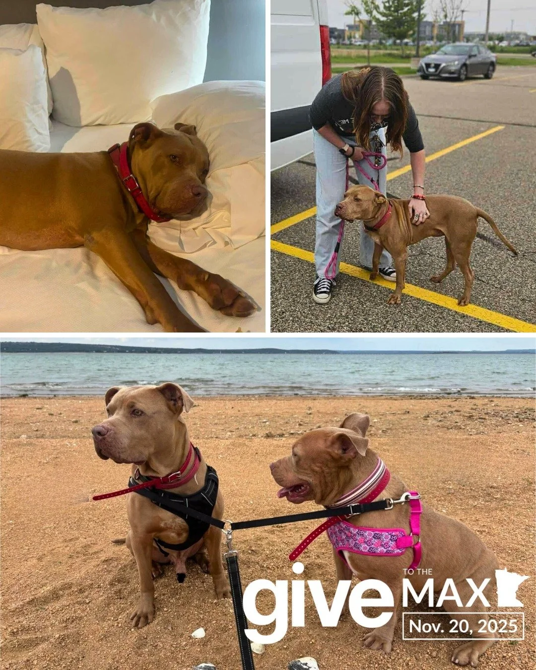 1,878 days.

That&rsquo;s how long Hooch waited in a Texas shelter &mdash; 1,878 days of hoping that tomorrow might finally be the day his forever family found him. 

When he arrived in Minnesota, we were sure his wait was nearly over. But then, Hooc