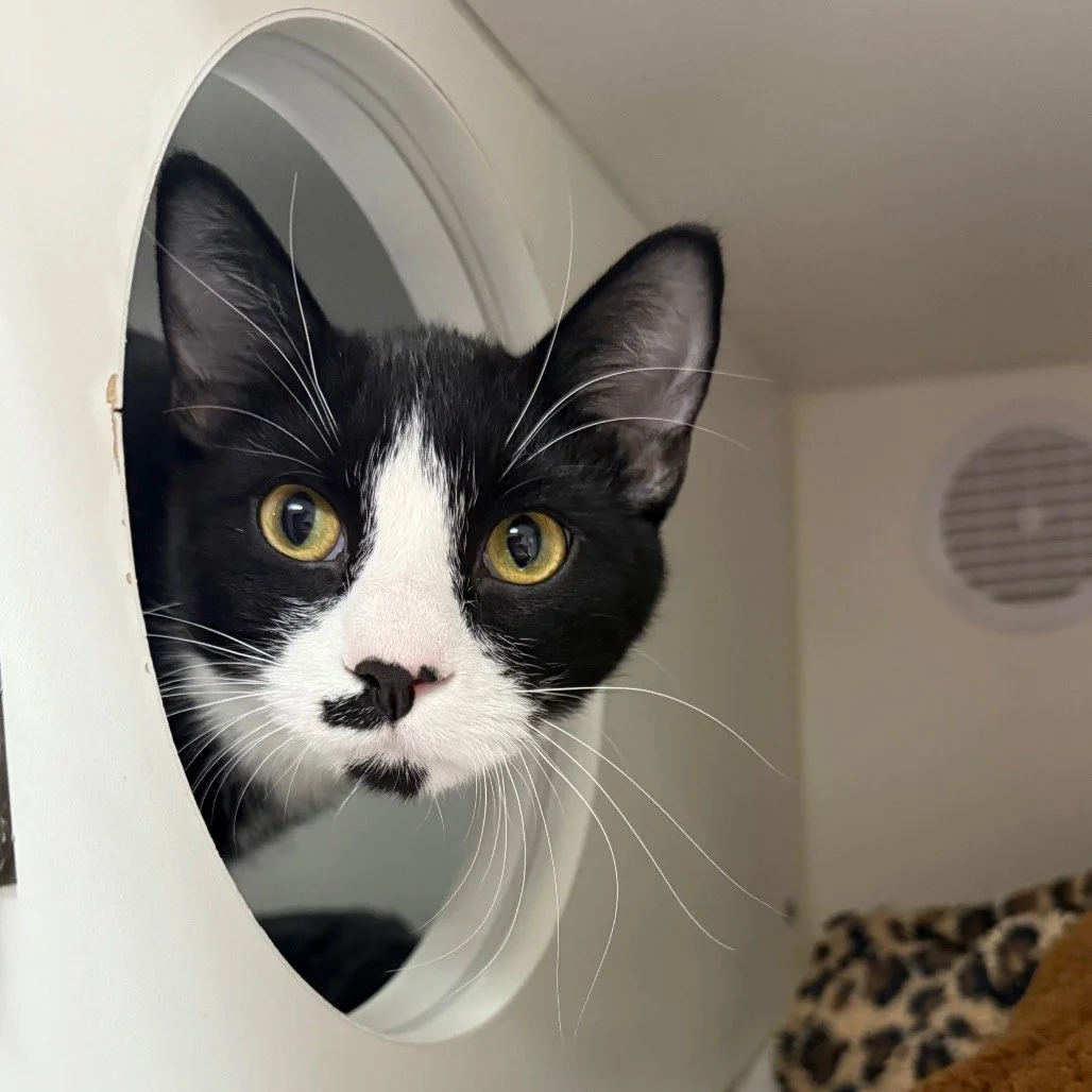 Say hello to a few of the 33 new whiskered friends we welcomed this Sunday from @leechlakelegacy!

We&rsquo;re incredibly grateful for our partnership with Leech Lake Legacy, an organization that provides essential care, including spay/neuter, medica