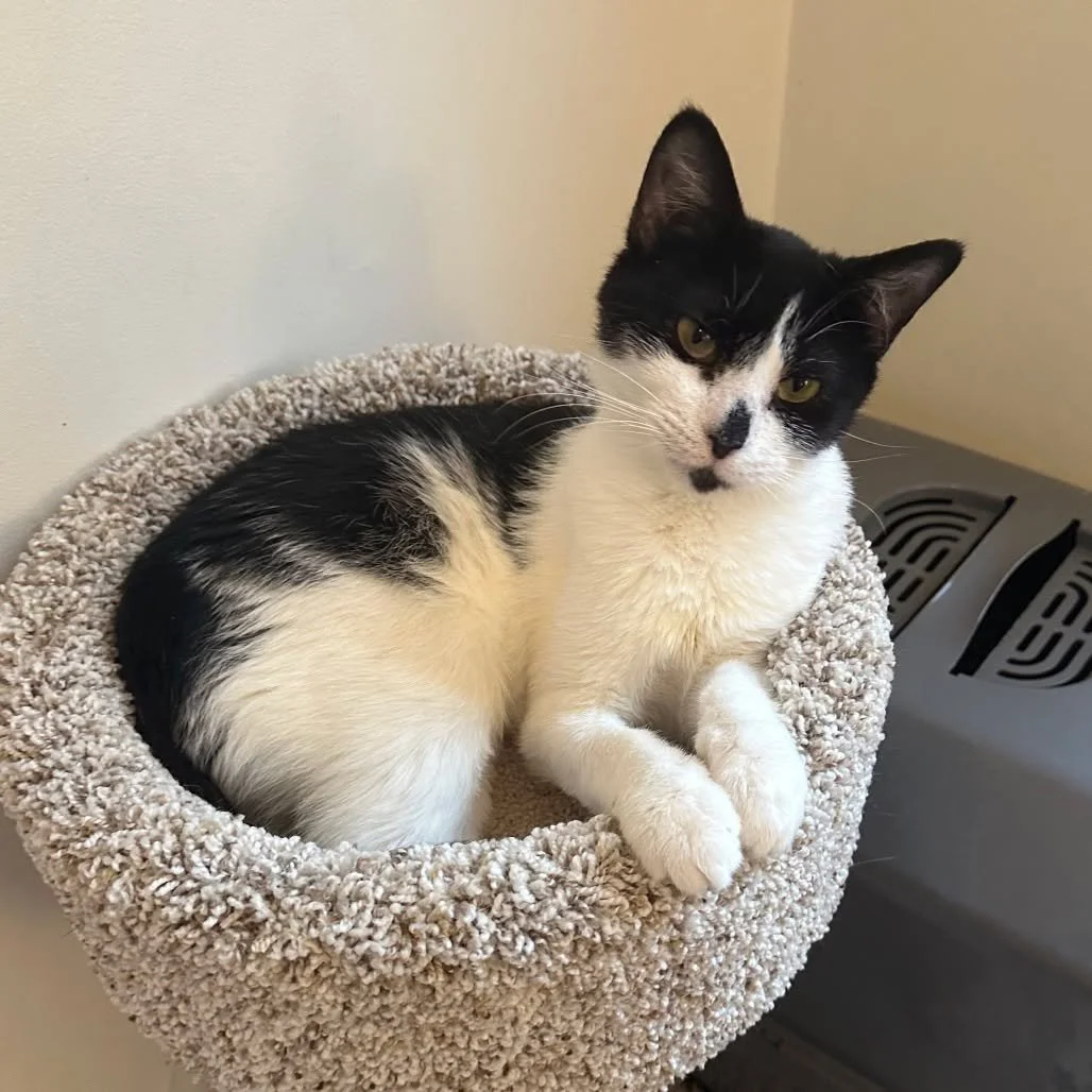 🌸 Meet Corella
This petite sweetheart, just over a year and a half old, loves sunshine naps, quiet company, and watching the world go by from a cozy window perch. With colder weather ahead, she&rsquo;s the perfect cuddle companion!

If you&rsquo;re 