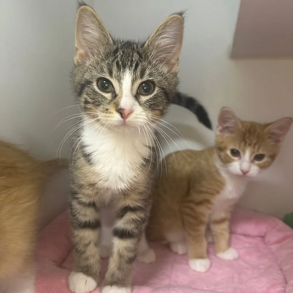 🐈 Happy Caturday! 🐈

We are open today from 9 AM to 1 PM, and our cozy crew of cats can't wait to meet you!

If you&rsquo;ve been thinking about adding a feline friend to your family, this is the perfect day to stop in, say hello, and fall in love.