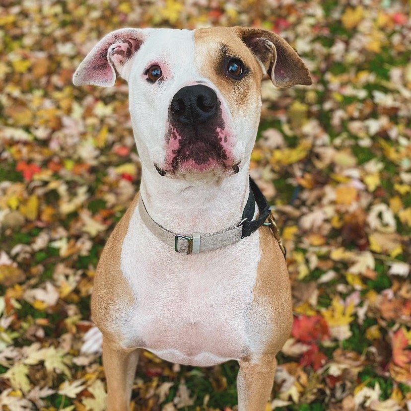 🐾 Sasha is looking for a forever home&mdash;or a foster!

Sasha is a sweet, well-mannered 4-year-old who has become a leash-walking superstar thanks to her amazing trainer @inherentlygooddogsmn. She&rsquo;s muzzle-trained, crate-trained, affectionat