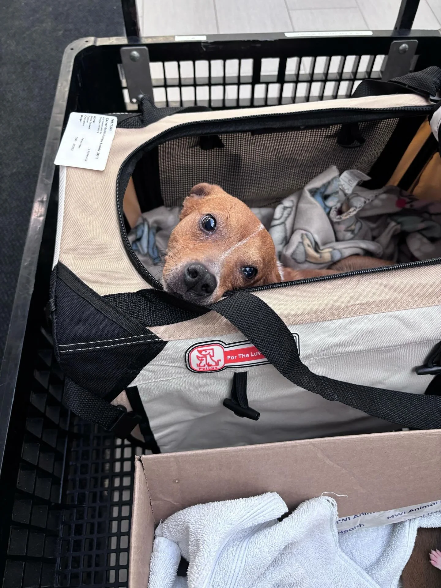 Last Tuesday, a pregnant mama dog came into our care. By Saturday night, her foster noticed something wasn&rsquo;t right. After hours in labor with no puppy delivered, we made the decision to rush her to the emergency vet.

At 4 a.m., her foster arri