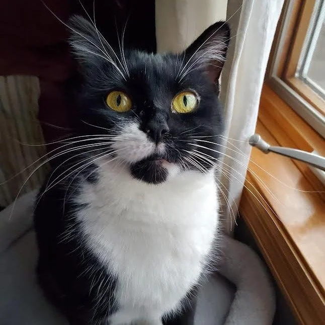 ✨ Meet Asteria! ✨

This playful, chatty girl is full of kitten energy and always ready for fun! If you bring out a wand toy&mdash;especially one with ribbons&mdash;Asteria will show off her cutest dance moves. She also loves chasing ball toys, gazing