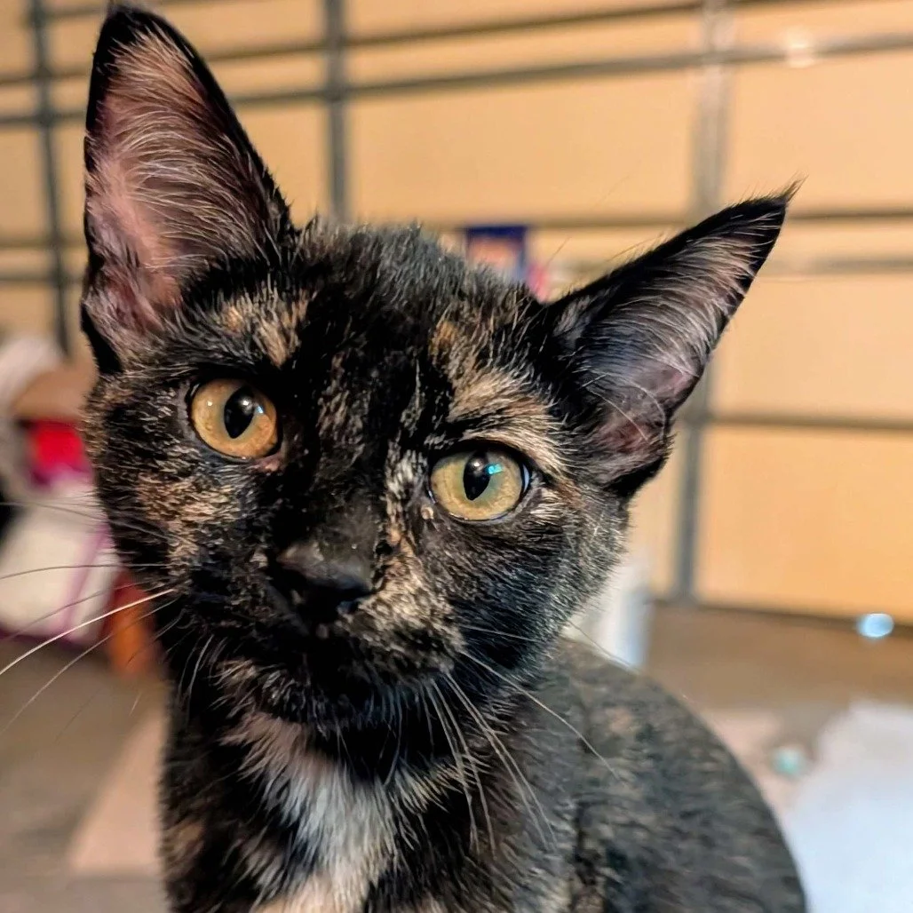 Clear your Saturday plans&hellip; it&rsquo;s cat cuddle time! 😻

Join us at our Chaska center this Saturday from 2&ndash;4 PM for a Cat Adoption Event!
We have lots of adoptable kitties&mdash;from tiny kittens to sweet adult cats&mdash;just waiting 