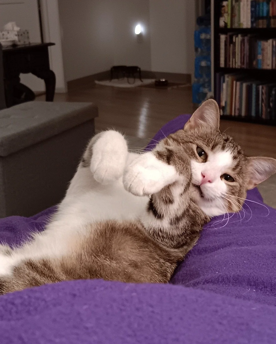 While staying with us at the center, Doc could almost always be found staring out the window of his condo. Now called Sam and in a home of his own, he has his pick of windows to watch the world from. His new favorite spot, though? His adopter's lap. 