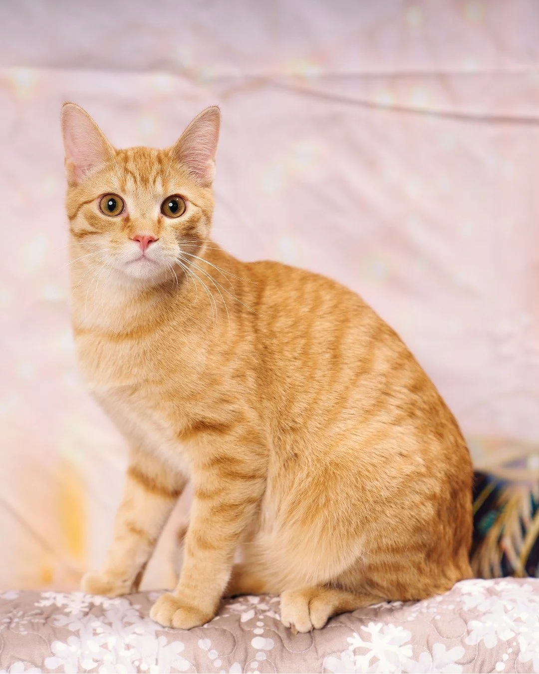 It's Caturday! Join us today from 9 AM to 1 PM to warm up with some kitty snuggles. 🐈🐾