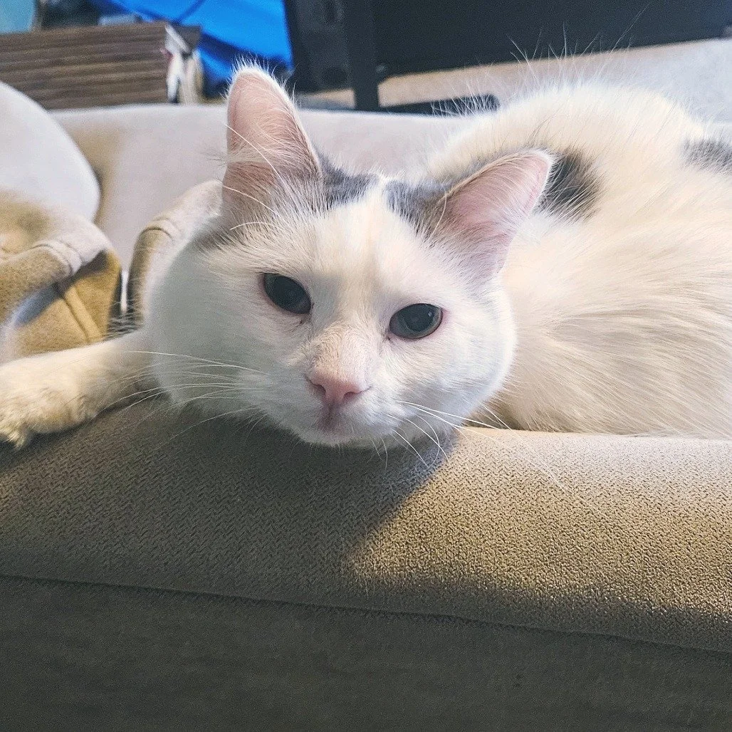 Meet Julian, our resident distinguished gentleman 🐾

Calm and charming, Julian is a true sunbeam enthusiast. If there&rsquo;s a warm patch of light, you&rsquo;ll find him there. He loves quiet, cozy evenings with his people and enjoys the simple com