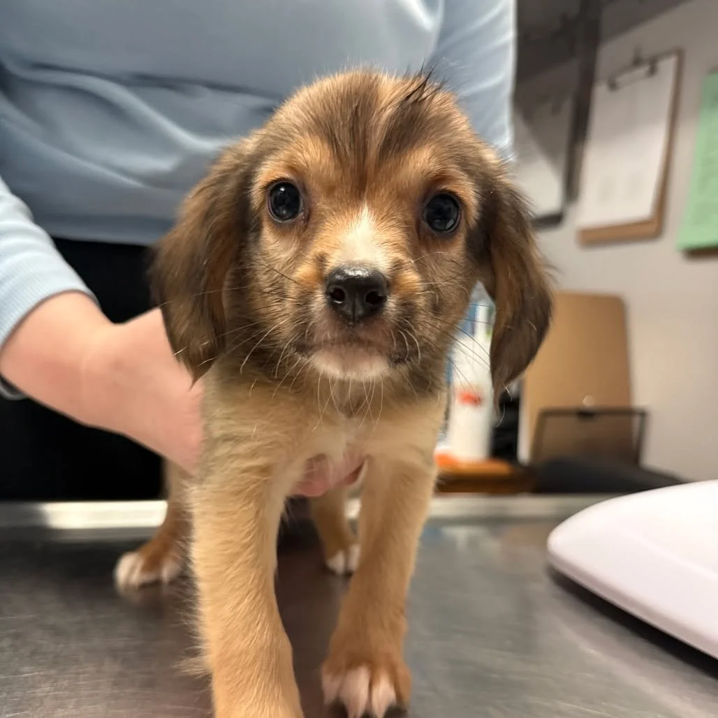 We&rsquo;ve got all the ingredients for something sweet 🐶💙

Butter, Cocoa Powder, Egg, and Sugar are ready to mix things up and create some joy at our dog adoption event this Saturday at Sociable Cider Werks from 3&ndash;5 pm. 

Stop by for a hard 