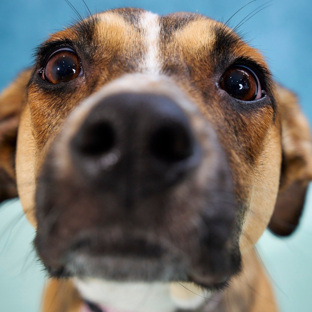 ASK: Boops for Tulip! 🌷

Have you ever seen such a boop-able nose?! Or such a sweet curly tail?! We didn't think so! 

Tulip is a small (but tall!) mixed-breed pup with a big heart, a bouncy step, and a tail that never stops wagging. She loves cuddl