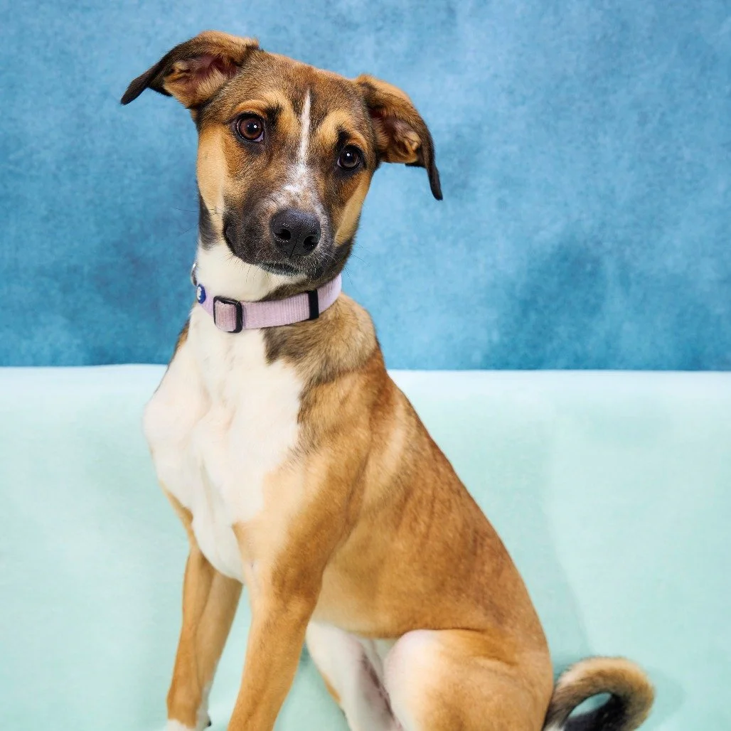 Today&rsquo;s the day 🐶🎉

Join us TODAY from 3&ndash;5 PM at @sociablecider 
📍 3010 NE Broadway St, Minneapolis, MN 55413

We&rsquo;re bringing adoptable pups, good vibes, and plenty of puppy kisses. Stop by for a cider, meet some sweet dogs, and 