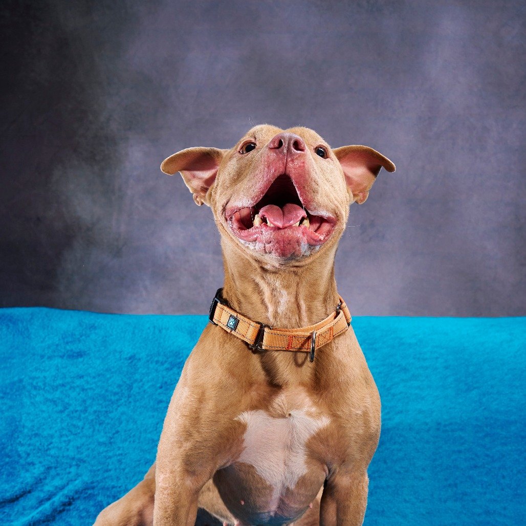 Help us invest in better futures for dogs. 🐾

As we work to answer the growing need to take in more local dogs, adult dogs, and owner surrenders, the demand for behavioral support is greater than ever. Many of these dogs arrive with complex needs sh