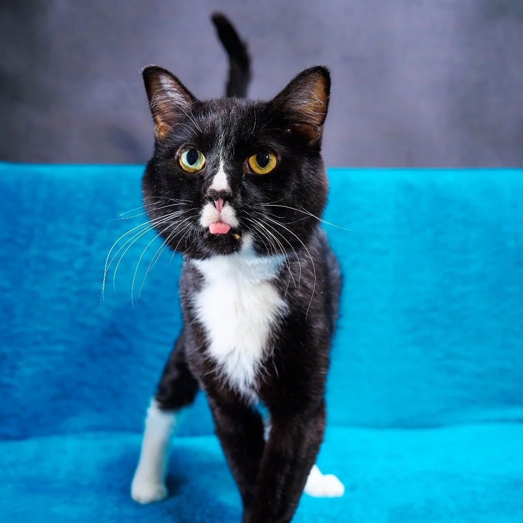 It's Caturday, and we think you're overdue for some snuggles! 🐱

Join us to warm your hands and your hearts with Yogi, Hanna, Hini, and the other cats who are calling CSHS home for now. 💙