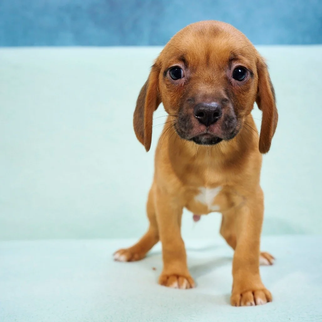 Mike is here to do his small part in lightening hearts. Just look at those big eyes and ears! 🥹

This 2-month-old terrier mix may be little, but his personality is anything but! Mike is playful, adventurous, and full of joyful puppy energy. Under al