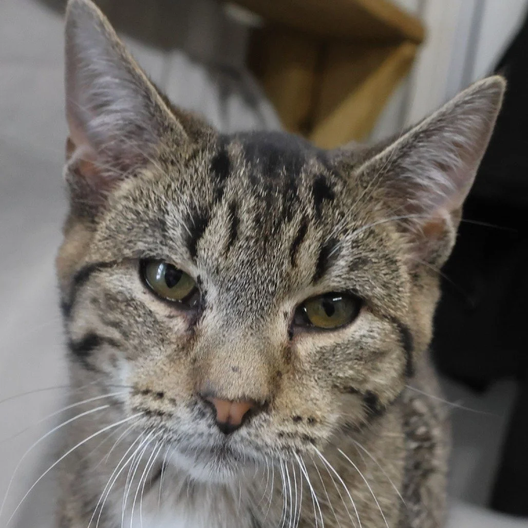 Don&rsquo;t let Timmie&rsquo;s tough exterior fool you &mdash; this guy is a total ham!
Behind that serious look is a snuggle-loving sweetheart just waiting to steal your heart (and probably your lap).

Come meet Timmie and our other adoptable cats a