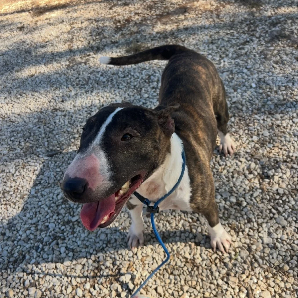 Meet Winnie (aka Wynona) 🐾

This 1.5-year-old Bull Terrier mix is a total people lover with a heart as big as her smile. Winnie is happiest right by your side and would love nothing more than to curl up in your lap if you let her. Loyal, affectionat
