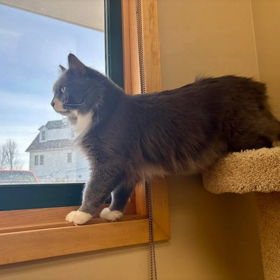 Meet His Fluffiness, Saesar, a 3.5-year-old regal lap cat who knows exactly how he likes to be pampered (and expects you to respect the routine). His ideal day includes sunbathing on a soft window perch, being brushed with a heavy wire brush only, pl