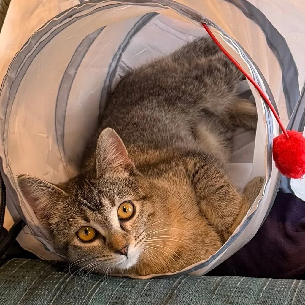 Wait&hellip; we have hamsters now? 🤔

Well&hellip; just one. And she&rsquo;s a cat... Meet Hamster (aka Ham), our adorable, affectionate one-year-old kitty who is guaranteed to keep you smiling!

Ham loves nothing more than attention from her people