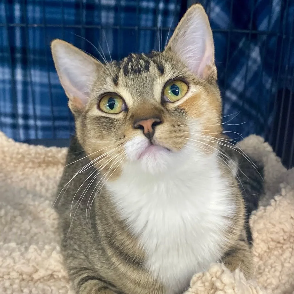 Say hello to Marcella ☀

With the sun finally shining and warmer days ahead, Marcella is right where she belongs &mdash; lounging in sunny spots and soaking it all in. This sweet, easygoing girl has a beautiful personality to match her looks and woul
