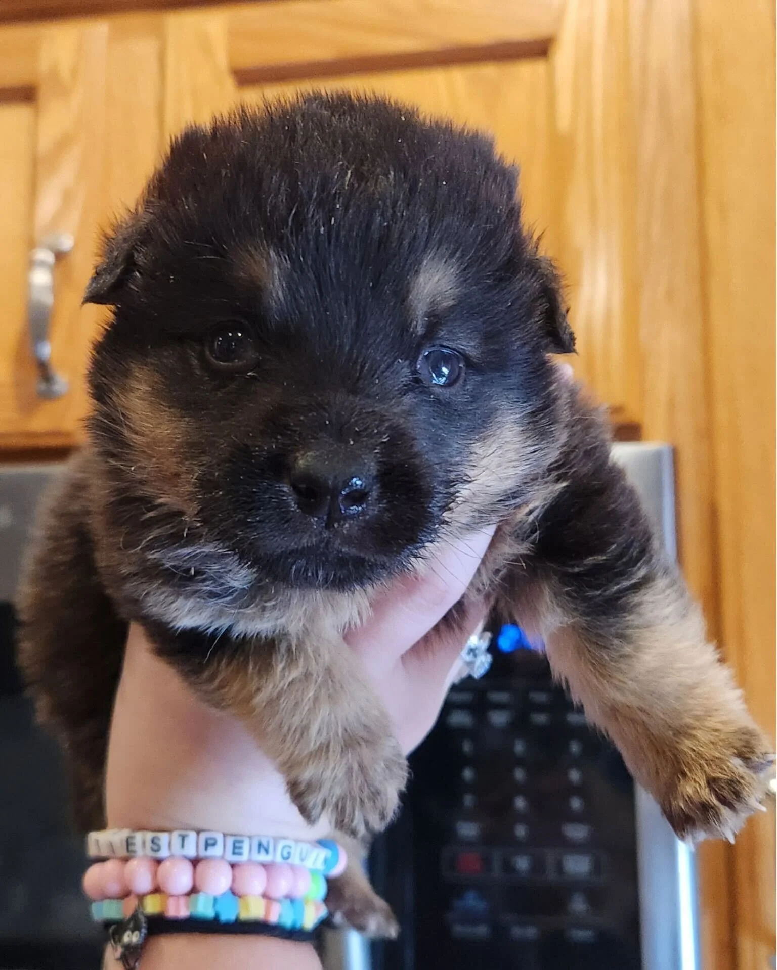 Feeling a little low? We&rsquo;ve got just the prescription 🐾

Meet our pups who are pros at lifting moods: Zoloft, Wellbutrin, Prozac, Lexapro, Cymbalta, and Celexa! These tiny puppies were transferred to us at a very young age and are now ready to