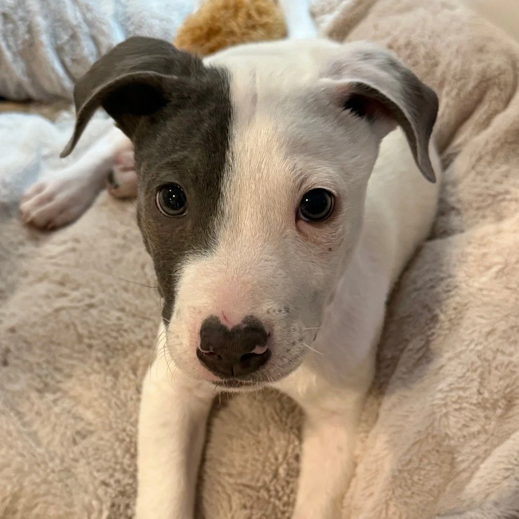 💕 Love is in the air&hellip; and on Spotty&rsquo;s nose! 💕

Just in time for Valentine&rsquo;s Day, meet Spotty, our two-month-old bundle of energy with an almost heart-shaped spot right on his nose. If that&rsquo;s not a sign, we don&rsquo;t know 