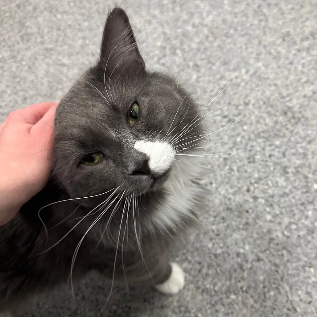 We&rsquo;re looking for a compassionate, organized, cat-loving leader to step into a vital volunteer role: Cat Care Lead. ✨🐱

This person will guide our incredible team of cat care volunteers &mdash; the dedicated individuals who feed, clean, social