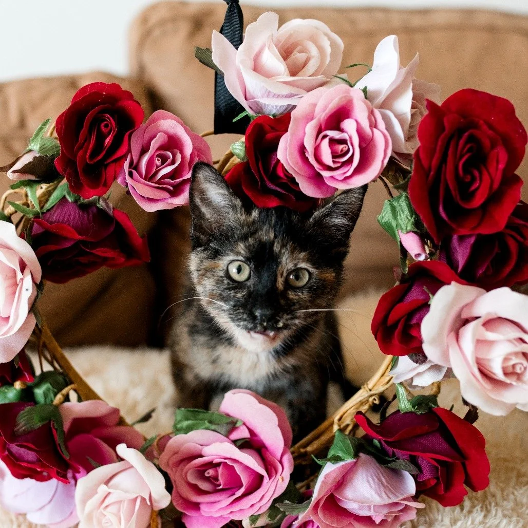 💗🐾 Happy Valentine&rsquo;s Day from all of us (and all the whiskers) at CSHS! 🐾💗

Whether you&rsquo;re celebrating with your sweetheart, your best friend, or your four-legged valentine, we hope your day is full of love, snuggles, and maybe a few 