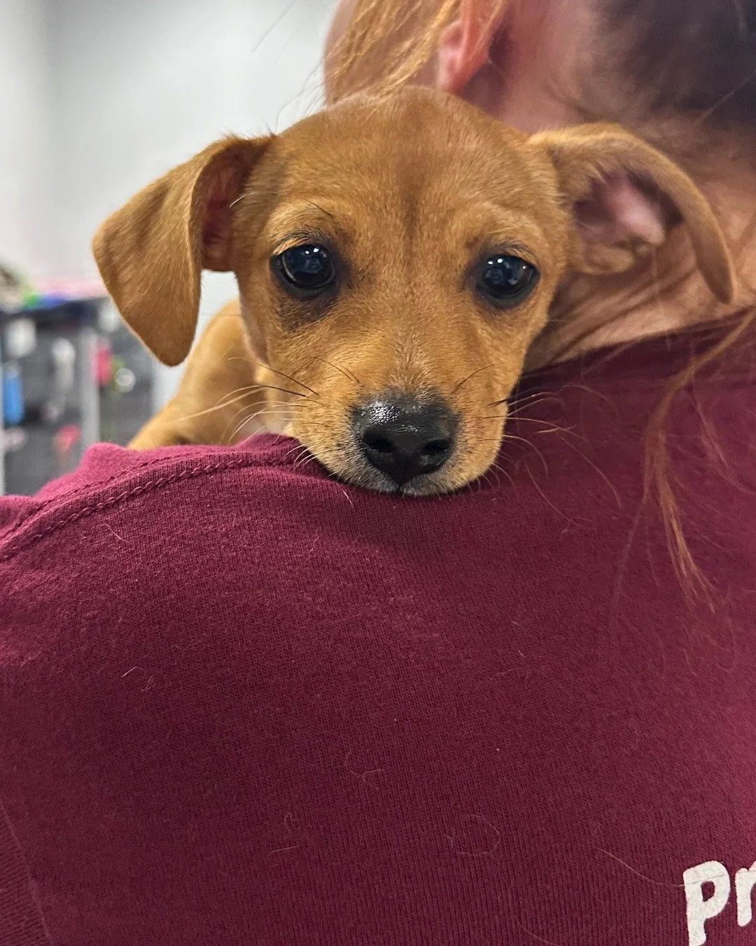 We said yes. Now we need you. 

On March 14th, CSHS will welcome a large group of dogs rescued from commercial breeding situations through a partnership with National Puppy Mill Rescue (NPMR) and the Bissell Pet Foundation. NPMR is experiencing a sur