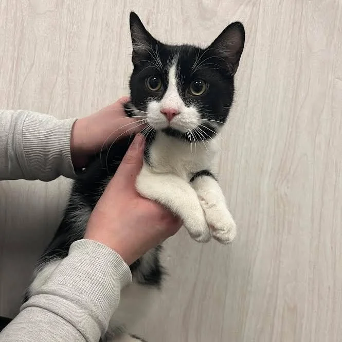 Here&rsquo;s Mason, and yes, he&rsquo;s every bit as adorable as he looks! 🖤🤍

This sweet black-and-white boy bonds quickly with his humans and will follow you around with the softest little meows to see what you&rsquo;re up to. His zoomies are pur