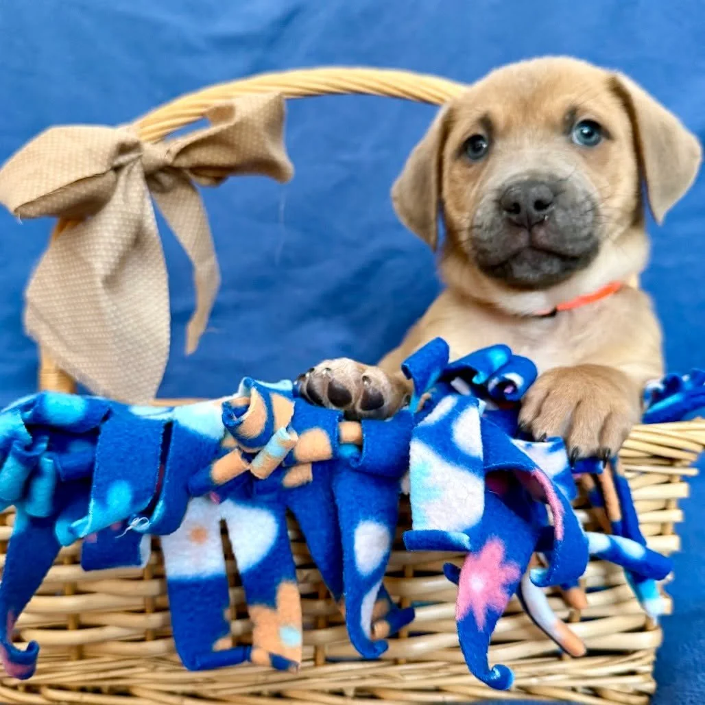 Say hello to Jinx Monsoon &mdash; aka Jinxy! ❄️💙

This 2-month-old bundle of puppy charm is all the warmth you need through the aftermath of a snowstorm. Small in size but big in personality, Jinx is the perfect mix of playful and affectionate. Afte