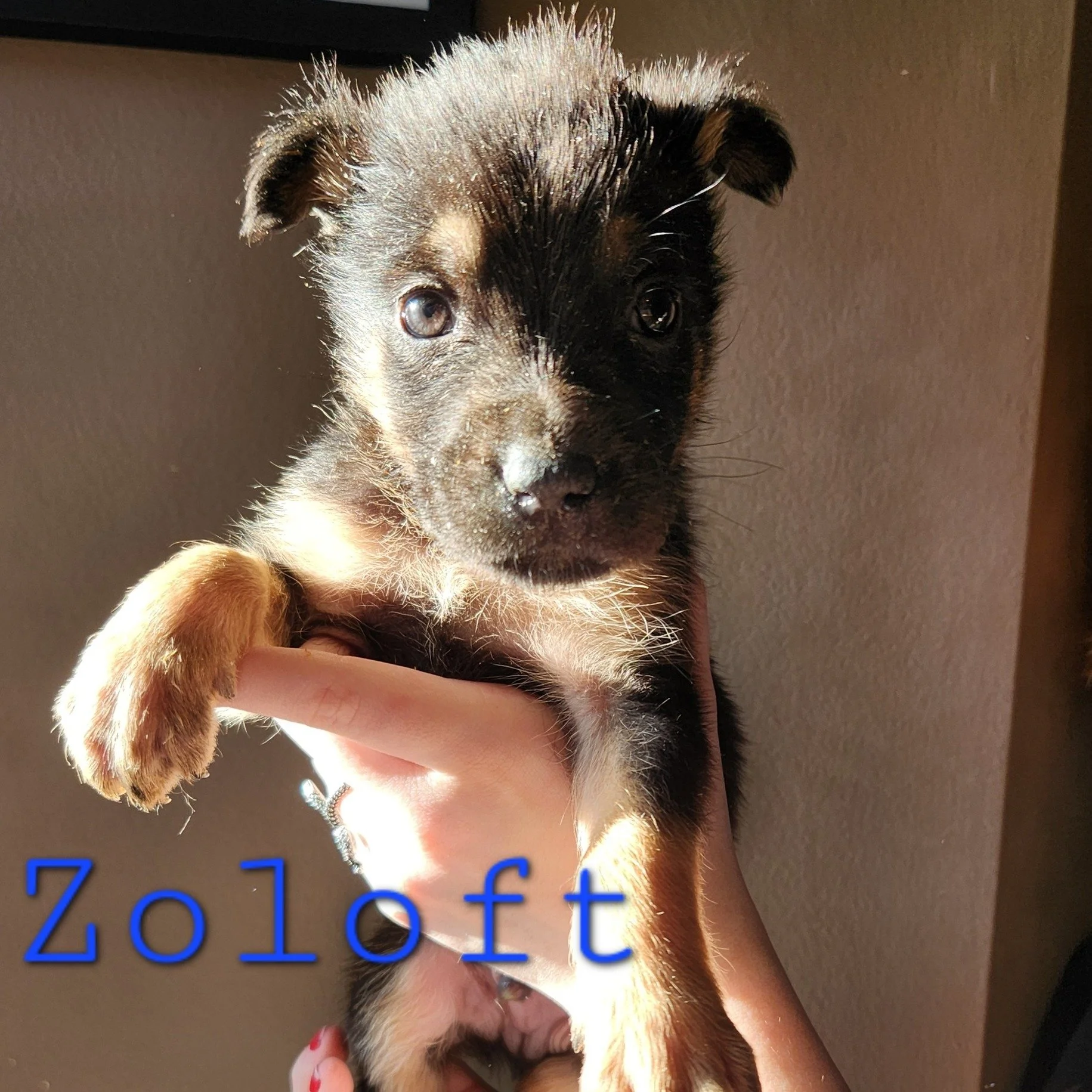 Our tiny antidepressant crew &mdash; Zoloft, Wellbutrin, Prozac, Lexapro, Cymbalta, and Celexa &mdash; are still looking for foster homes! These little mood-boosters were transferred into our care as tiny puppies and are ready for safe, loving placem