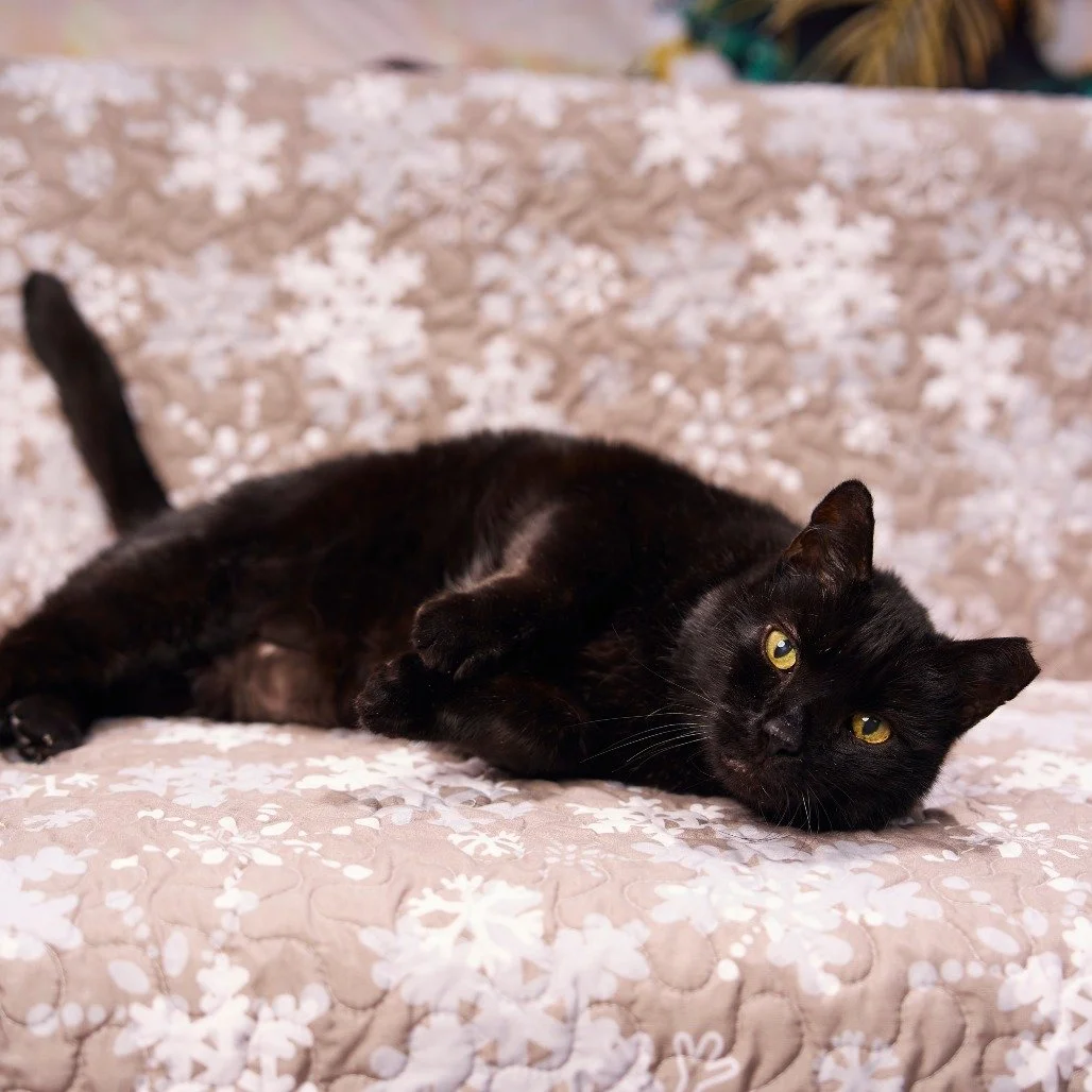 Eight years young and as smooth as his namesake, Guinness is dark, distinguished, a little slow to settle, and completely intoxicating once you get to know him. Calm, cool, and collected, he prefers affection on his terms and will happily keep you ac