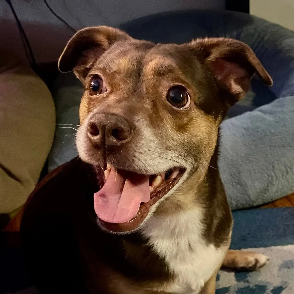 Mr. Brown is a Corgi x Terrier mix that is roughly 10% legs, 10% head, and 80% belly, but he&rsquo;s 100% heart! At around 5 years old, this compact little spark plug is friendly, athletic, and always ready to make a new best friend.

Mr. Brown recen