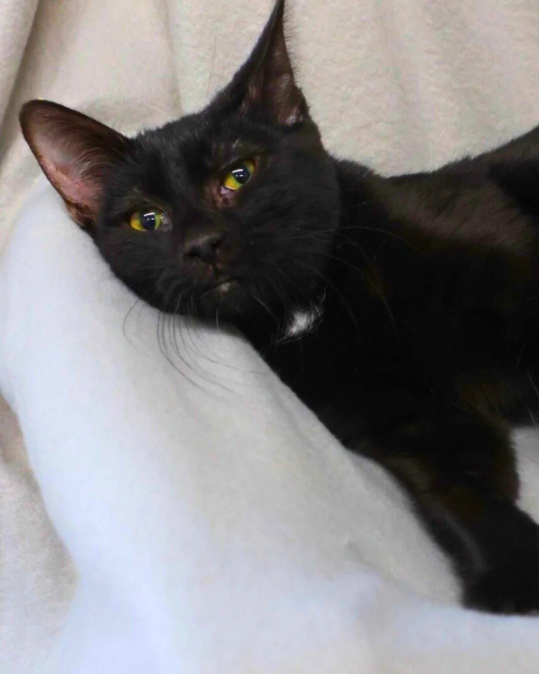 🐾 Meet Tatum! 🐾

At just 6 months old, Tatum is the perfect mix of playful kitten energy and sweet snuggly charm. She&rsquo;s curious about the world, quick to chase a toy, and just as quick to curl up for some love when playtime is over. 💙

If yo